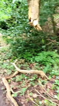 Creampied on No Contraception by a Stranger in the Woods