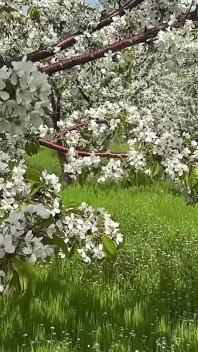 Caméra En POV. Une Séance Photo Dans Un Jardin Printanier Finit En Pipe