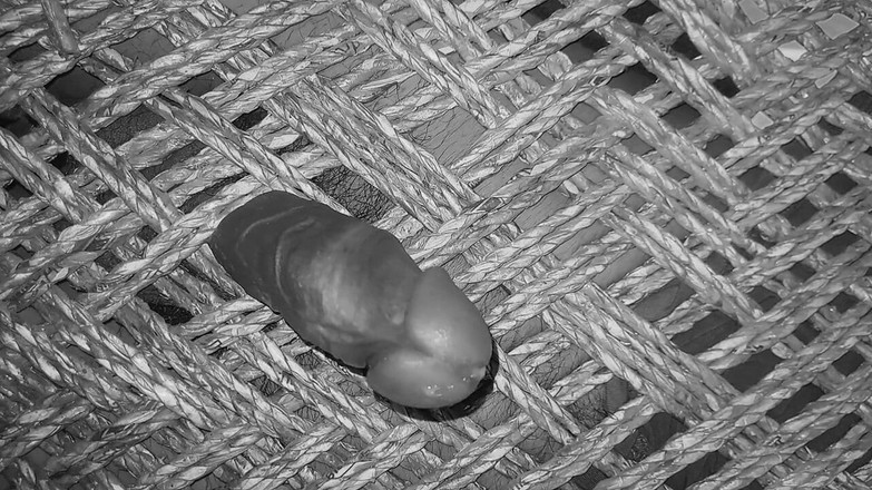 Desi Porn India 2: ホットなインド人ゲイ射精ビデオ