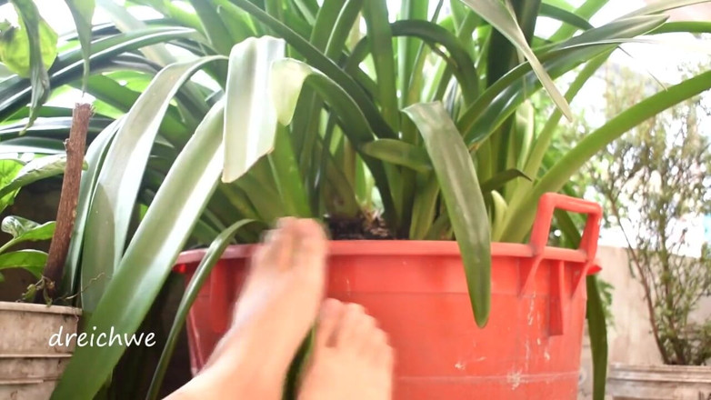 Dreichwe: Piedi in giardino