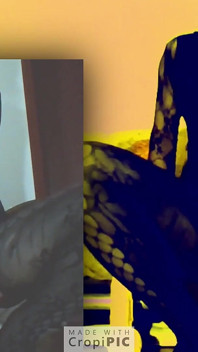sissy a její robertek
