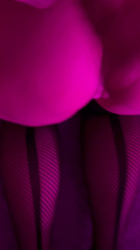 Original Assparadies