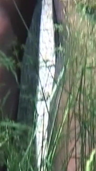 Büyük memeli kızıl saçlı orta yaşlı seksi kadın kıskaçlara boyun eğiyor ve kırpıyor