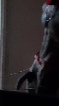 Horny Xmas Deer Started Masturbating