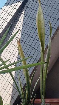 Peeing on a Potted Plant