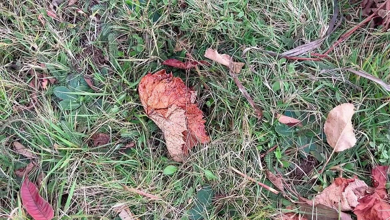 sweethanajapanese: Cô ấy mở âm hộ đầy lông trong xe hơi sau đó đi tiểu ngoài...