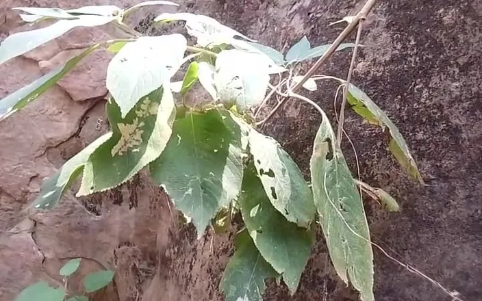 Gangbang straight: Piss Tribute in Jungle