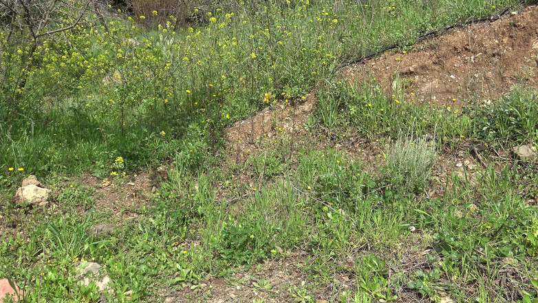 Stepmom Susan: Diese amerikanische frau ist verrückt!! Sie kauft auf dem Schwarzmarkt...