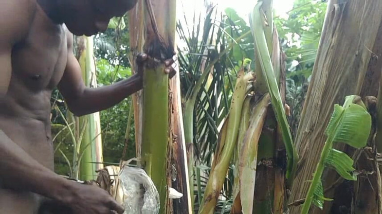 Bangcum8: Uomo tutto solo nella foresta e rendere l'albero di plantain è...