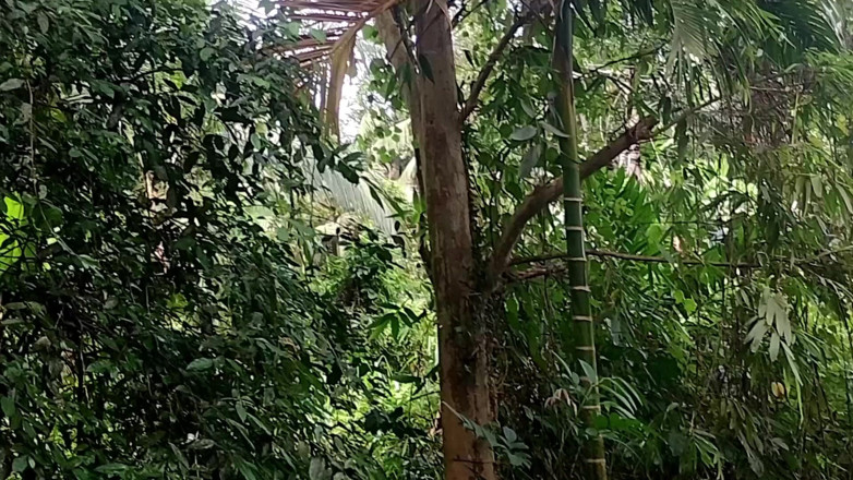 Nuragee: Saya Bersembunyi Di Sebalik Pokok Dan Menonton Mandi