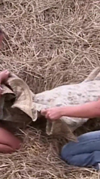 Brunette teen is fucking with her bf outdoors
