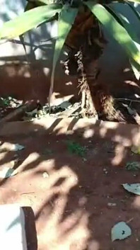 Ébano al aire libre stripteas & chorros masturbándose