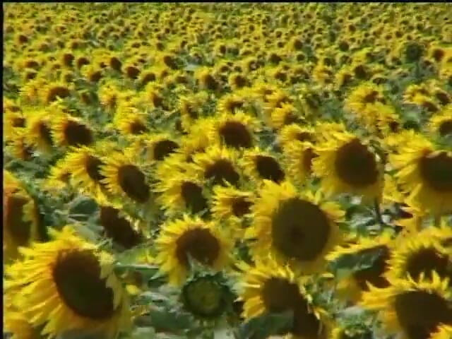 My girlfriend: Gorgeous Blondes Plays in a Cornfield
