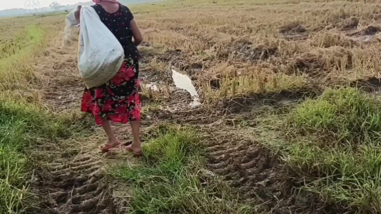 my house: Kencing Desa Di Padang Luar Padi Memotong Nomita Boud