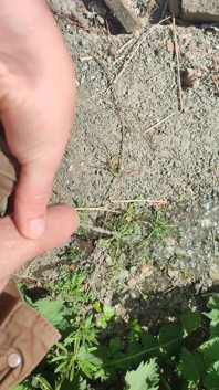 İşeme zamanı 3! sidik derlemesi
