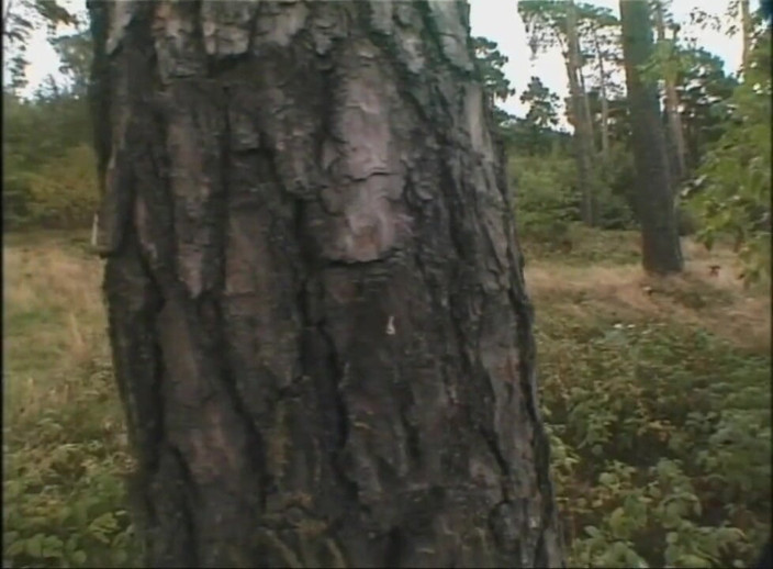 Absolute BDSM films - The original: Dominação ao ar livre na praia