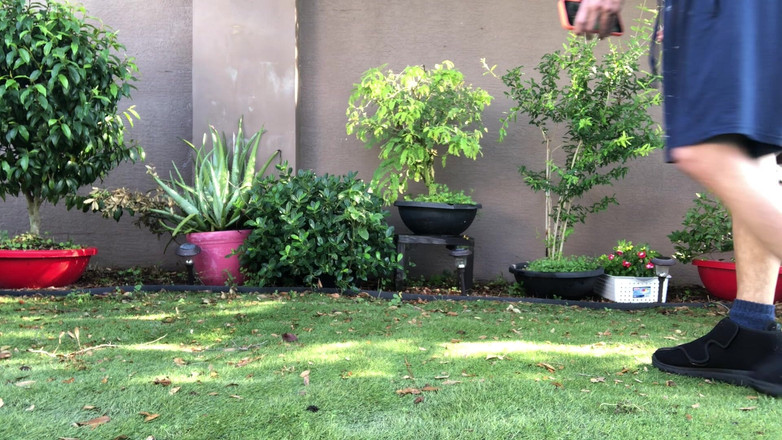 VeeVee Vixen: Навчання розпусного кролика