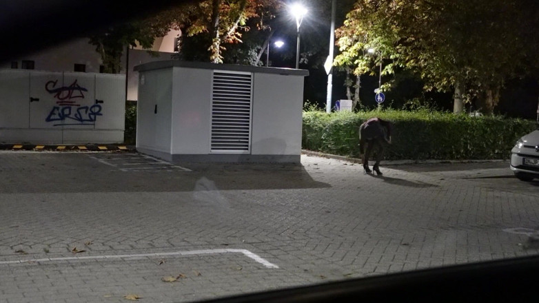 Loreleyadd: Fuck My Dildo on Parking Lot in Stockings