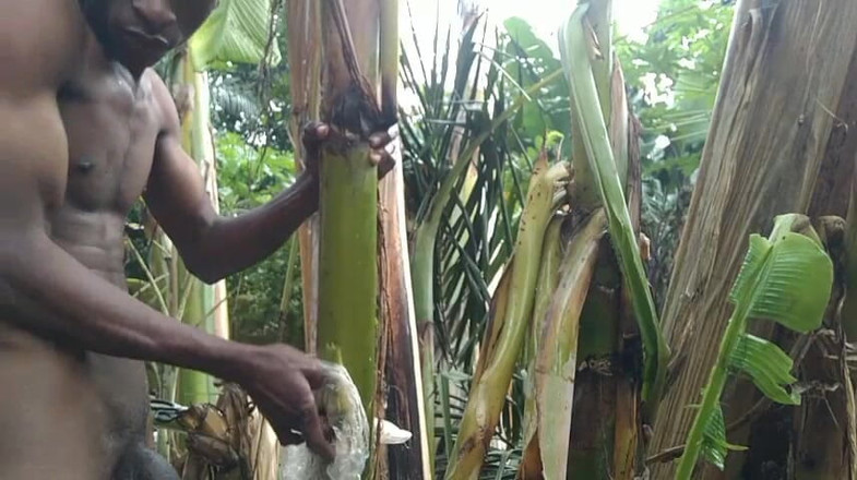 Bangcum8: Adam ormanda tek başına ve plantain ağacını karısı yapıyor ve üzerinde...