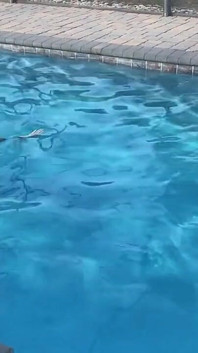 I Ass at the Pool