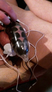 Chastity E-stimming