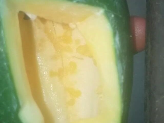 Black Gay Man Fuck the Hell Out of His Sex Toy. (Badman)