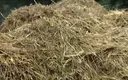 MMV Films: Vacation at the Farm. Teens Want to Fuck