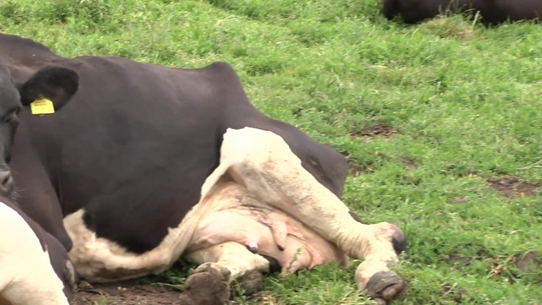 King Of Amateur: La fattoria delle contadine perverse