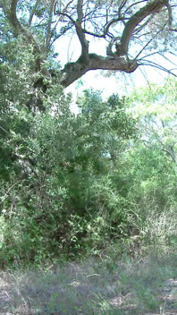 Tania Kiss: a Little Pee in Nature for the Young French Tania Kiss