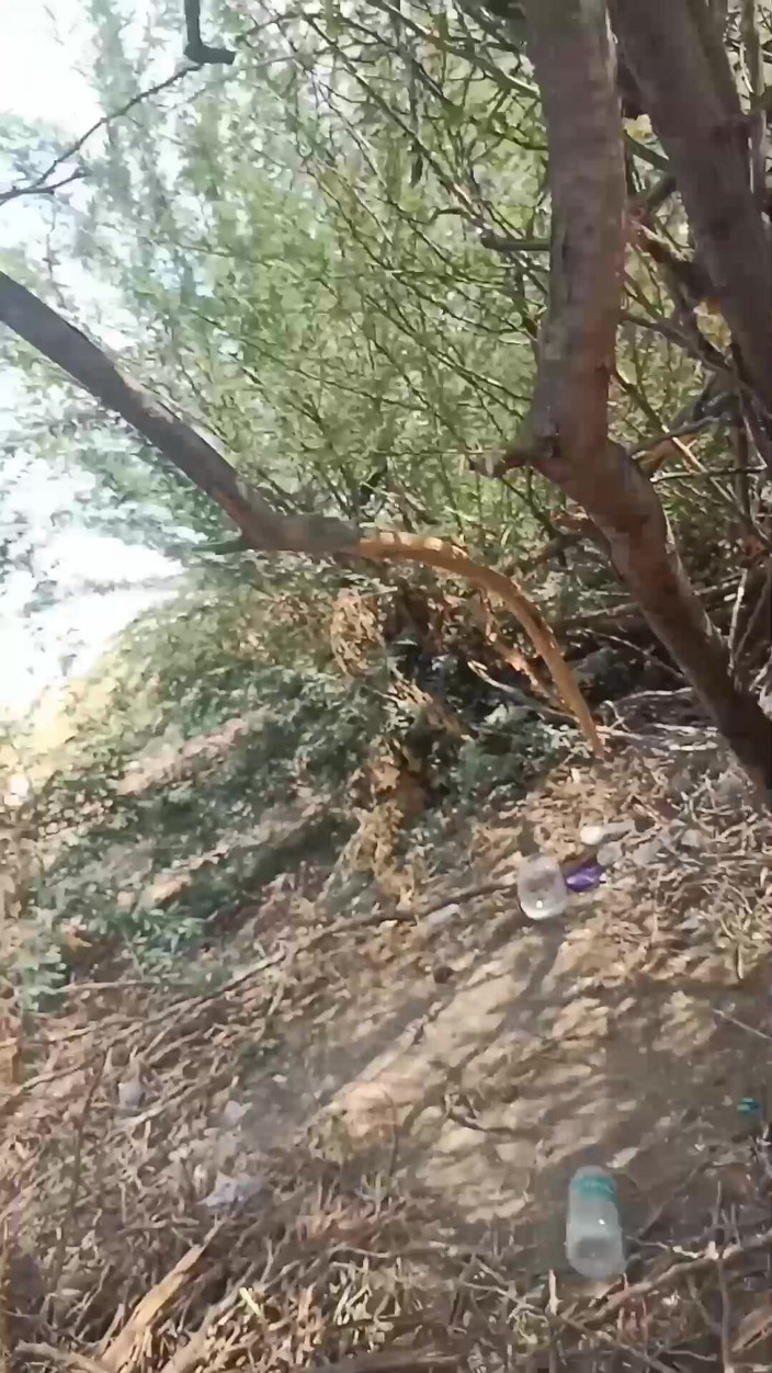 Desi village sex: Desi zia pecorina sesso