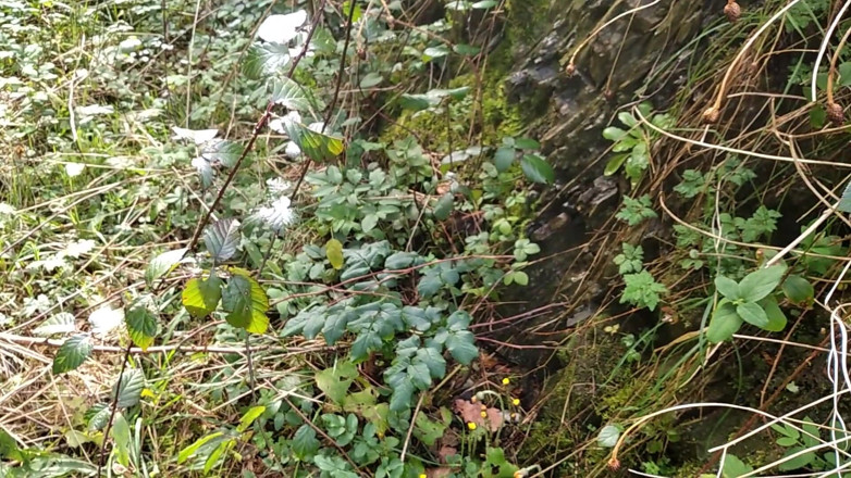 Elvissc: The Horny Stepfather Went on a Hike, When He Took...