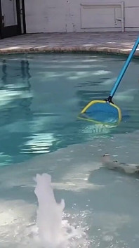 Pool Blowjob with Pedsrmeds