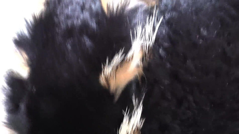 Lady Victoria Valente: Trening ejakulacji: wąchanie futrzanego szalika i wytrysku, Lady Victoria Valente