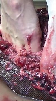 Hago pis en tu pastel y lo pisoteo con mis pies