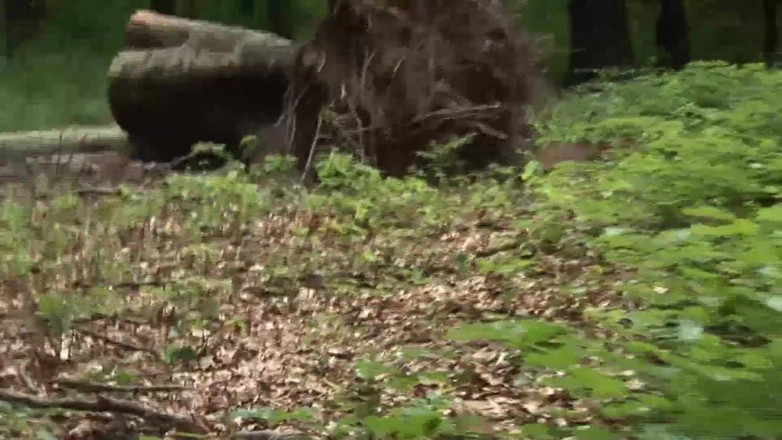 German amateur - 100% German hardcore videos: Cewek jalang rambut cokelat ngentot di hutan