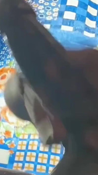 Sneak Peek of BBC Cream and Hard Pounding Pocket Pussy Like a Slut