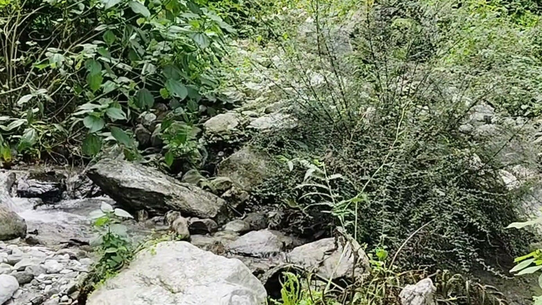 Uttar dinajpur: 印度哥在森林里游荡时与男友发生性关系。