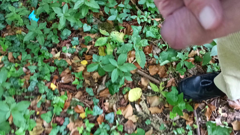 Rockardglans: Grote onbesneden pik wandelend, pissend, aftrekkend in het bos met...