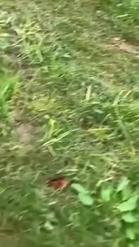 Làm nhục ngoài trời cho con phục tùng của tôi