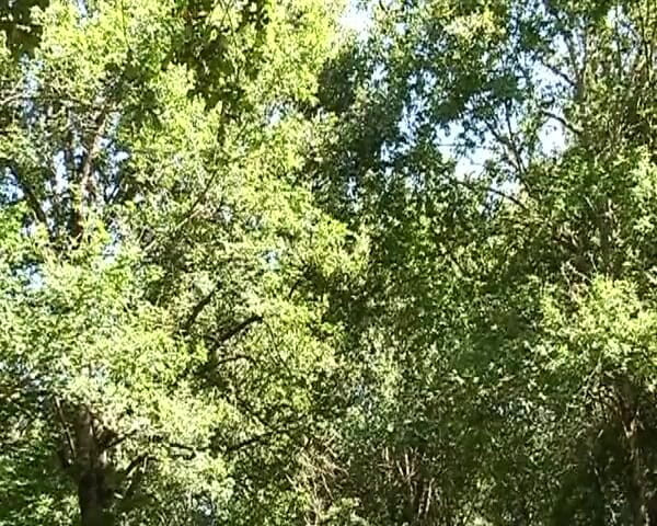 Monde Francais: 巧克力法国婊子与热辣的荡妇在户外分享鸡巴