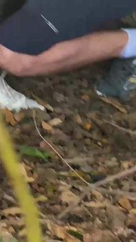 바레백 공원을 순항하는 남성 돼지