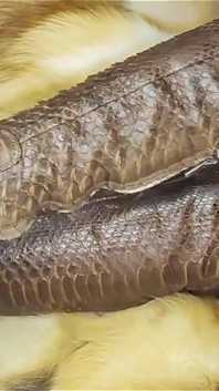 Duas meninas lindas experimentam casacos de pele de luxo caros e botas de couro Branded Python