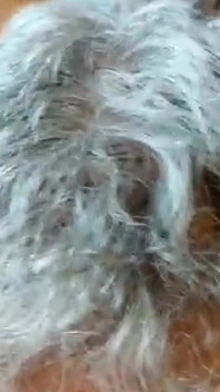 Sucking a Very Old Cock
