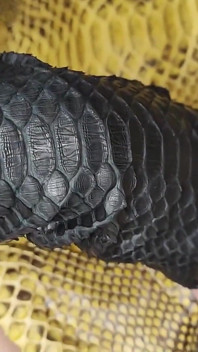 My Extra Long Snakeskin Nails Fuck Your Mind
