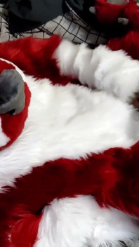 Jerking off and Showing Footpaws in Full-body Fursuit