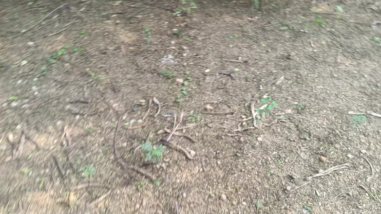 Apple baby: Outdoor XXX