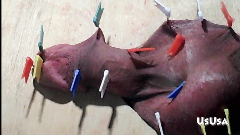 UsUsa for Men: Martelado 24 pregos - 22 pinos em bolas.