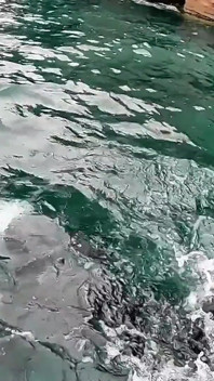 Neoprene Skin- Fantasy - Sea Play & Rock Jumps
