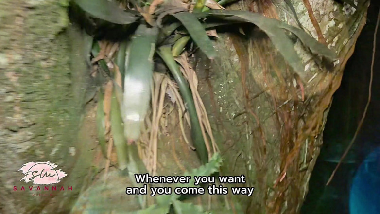 Savannah Watson: BBWのいたずらっ子が真夜中に森で見知らぬ人とセックスを探している - サバンナ・ワトソン