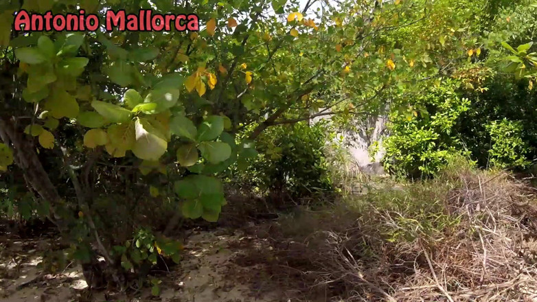 Antonio Mallorca: Seks luar ruangan di pantai dengan gadis Thailand kurus